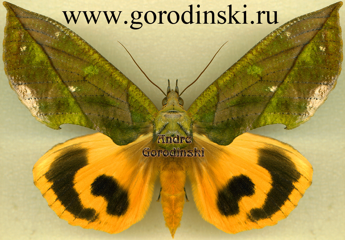 http://www.gorodinski.ru/catocala/Eudocima sikhimensis female.jpg